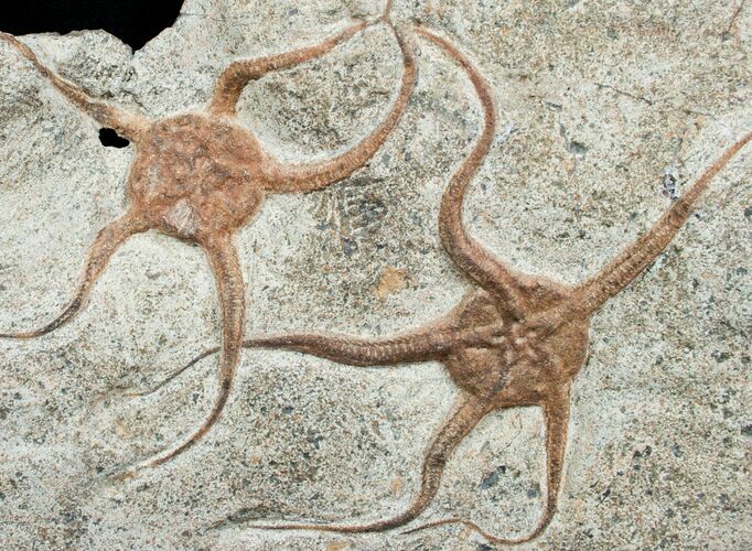 Double Starfish/Brittle Star Fossil - inches #4075